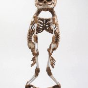 A-Baby Skeleton by the Gemini Company